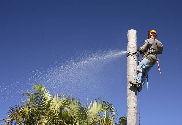 Best Tree Removal  in Deforest, WI